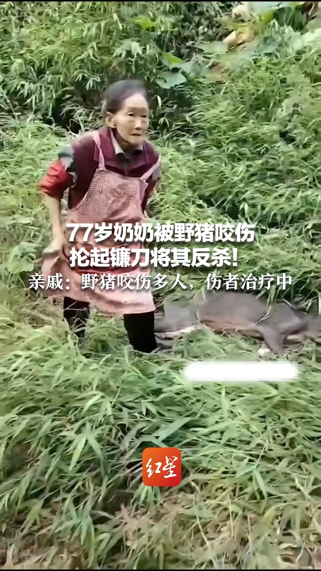 77岁奶奶被野猪咬伤 抡起镰刀将其反杀！亲戚：野猪咬伤多人，伤者治疗中