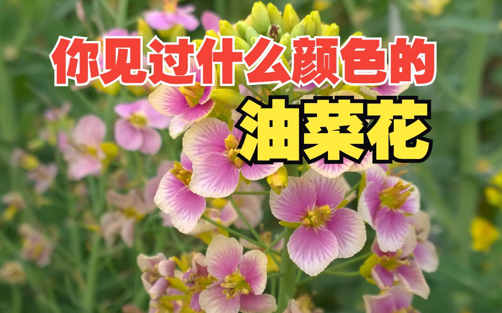 我国科学家培育出63种颜色的油菜花