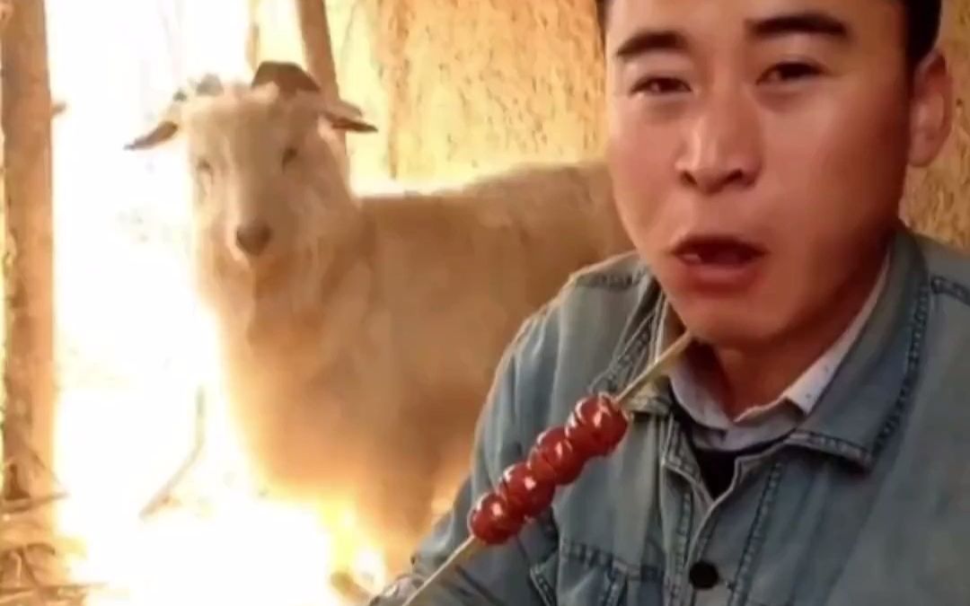男子正吃糖葫芦，身旁“戏精羊”一步一伪装，偷偷靠近最后得逞。