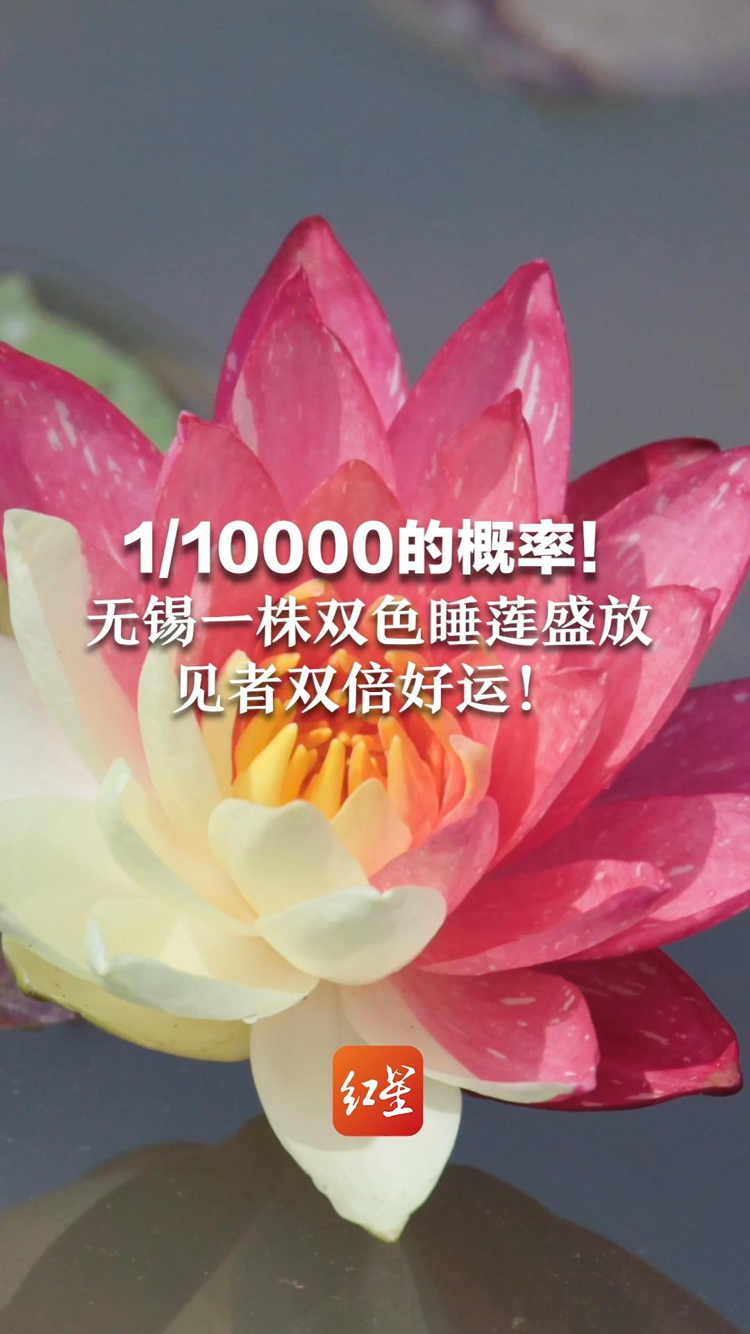 1/10000的概率！无锡一株双色睡莲盛放 见者双倍好运！