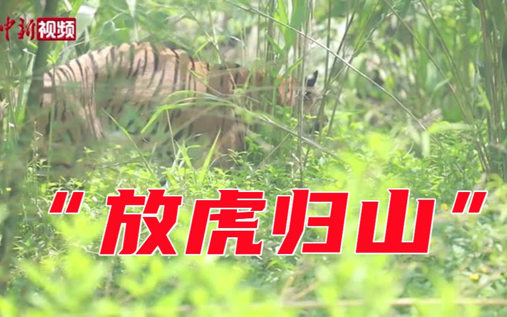 探访华南虎野化基地 看专家如何“放虎归山”