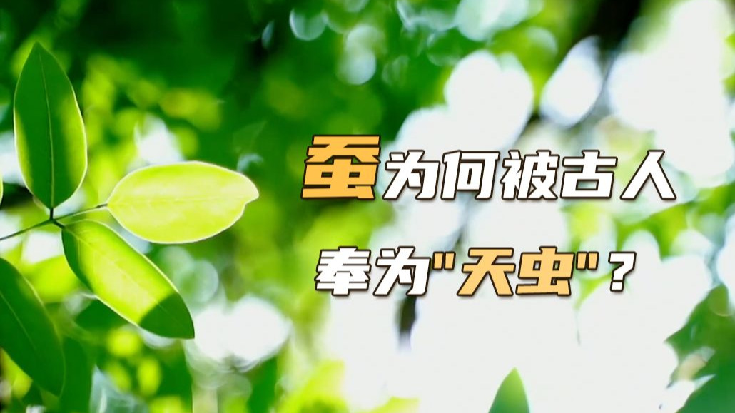 为啥“蚕”字由“天”和“虫”组成？