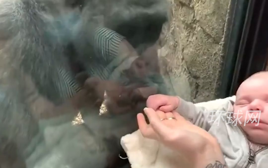母爱是相通的！雌大猩猩深情人类婴儿， 隔着玻璃抚摸亲吻孩子
