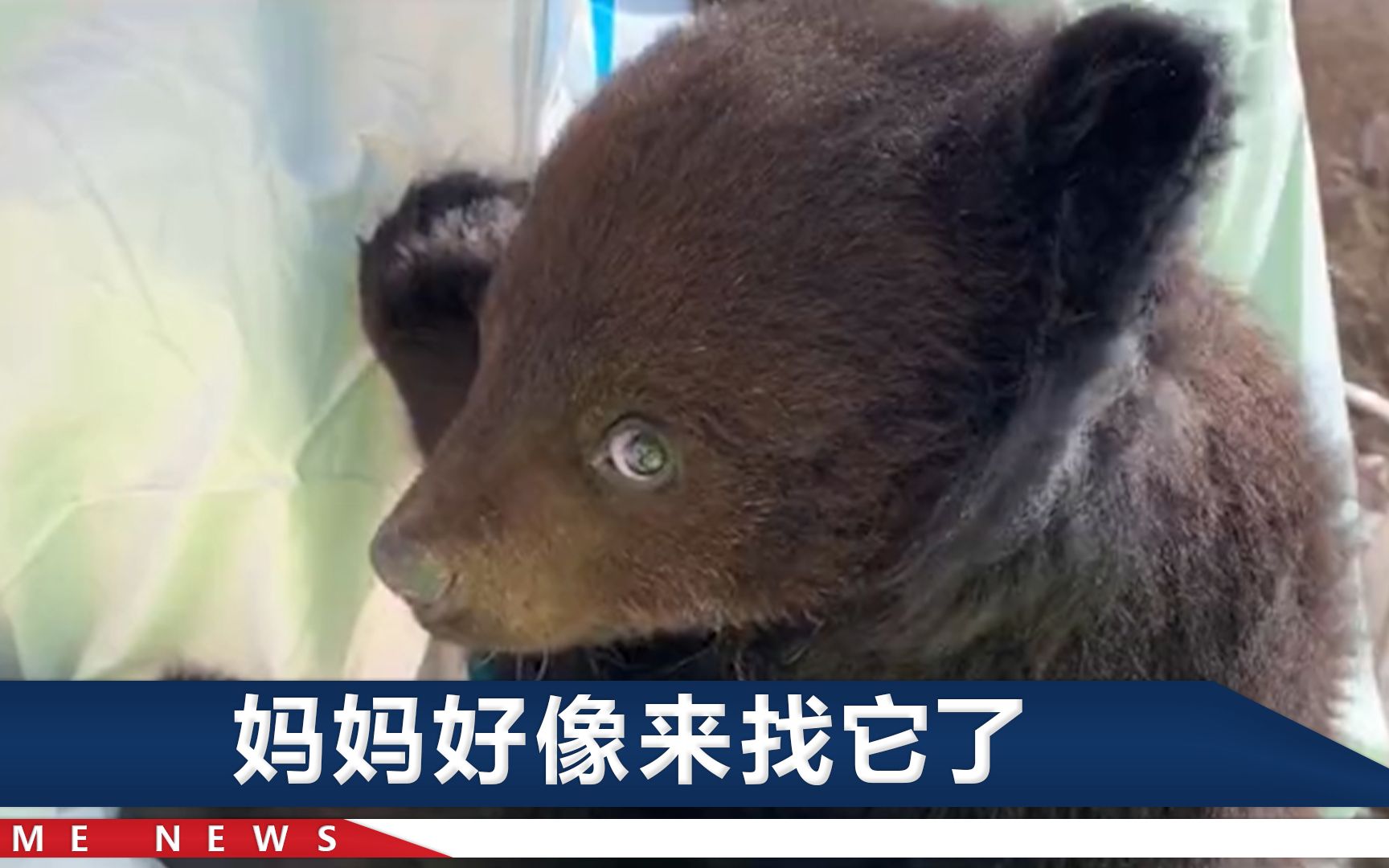 黑熊宝宝闯入吉林一村民家，黑黢黢一个小肉球，像婴儿趴在人身上