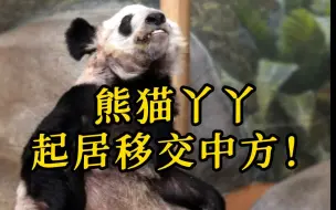 熊猫丫丫 起居移交中方！