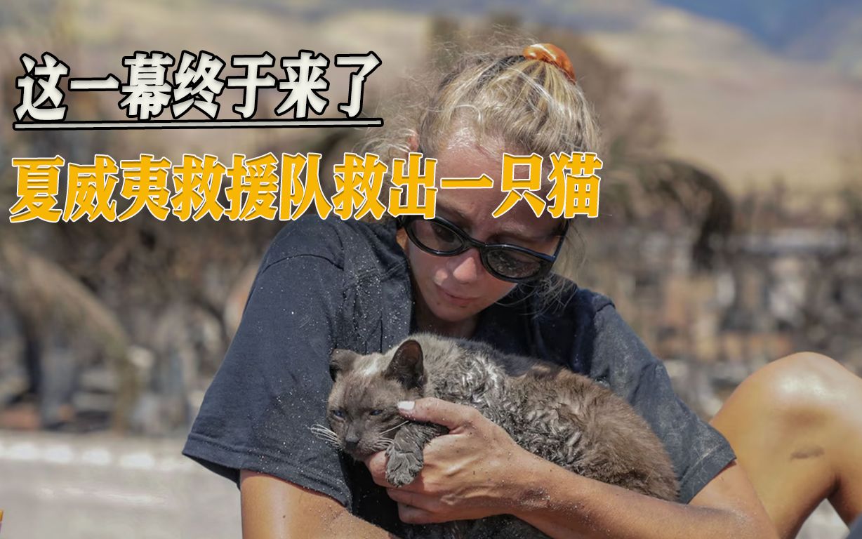 “美式救援”再现：1300人因夏威夷大火失踪，救援队却救出一只猫