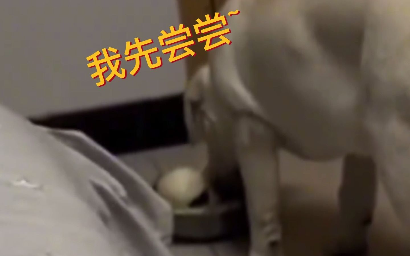 儿子送饭 狗子在后~~父亲发烧卧床 儿子送来饭菜，没想到被家里狗子捷足先登了…