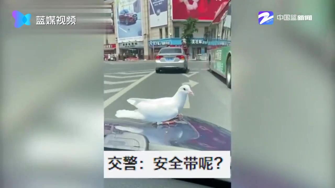 大连鸽子搭顺风车看风景 网友：搭这么远车 掏票了吗？