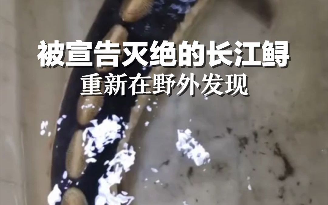 被宣告灭绝的长江鲟，重新在野外发现