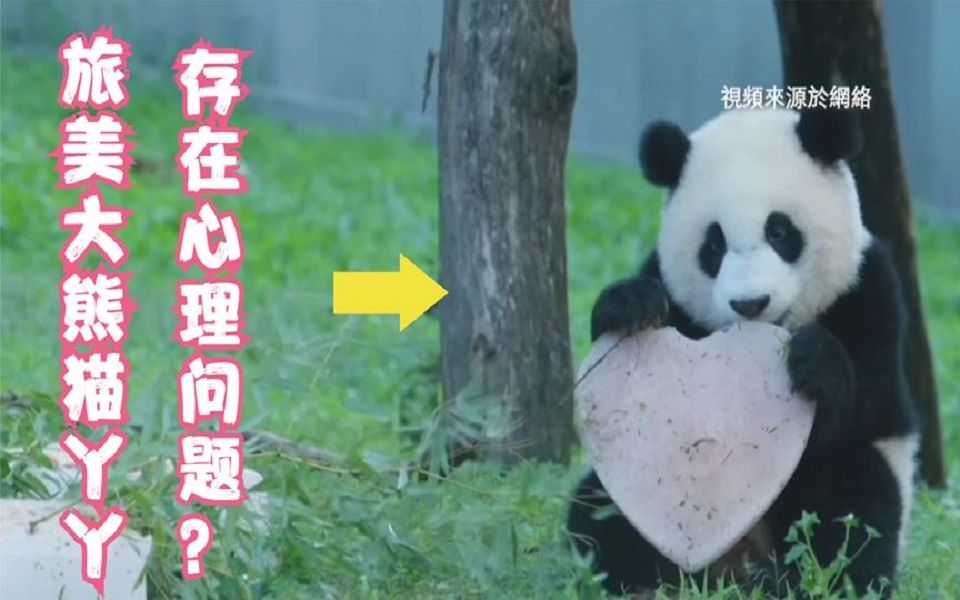 旅美熊猫存在心理问题？缺少互动？亲子分离？