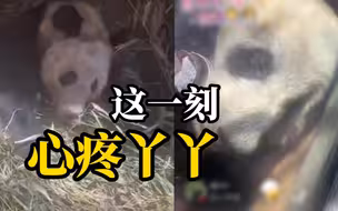 丫丫在直播时走到陪伴它的华人身边，缓缓躺下…它知道这是家人