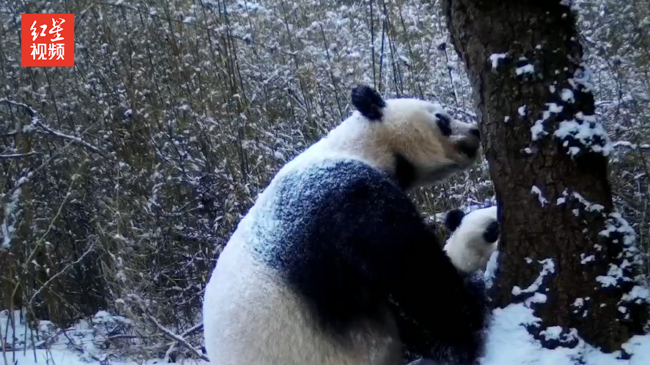 传授生存技能！绵阳平武拍到野生大熊猫母子同框出镜