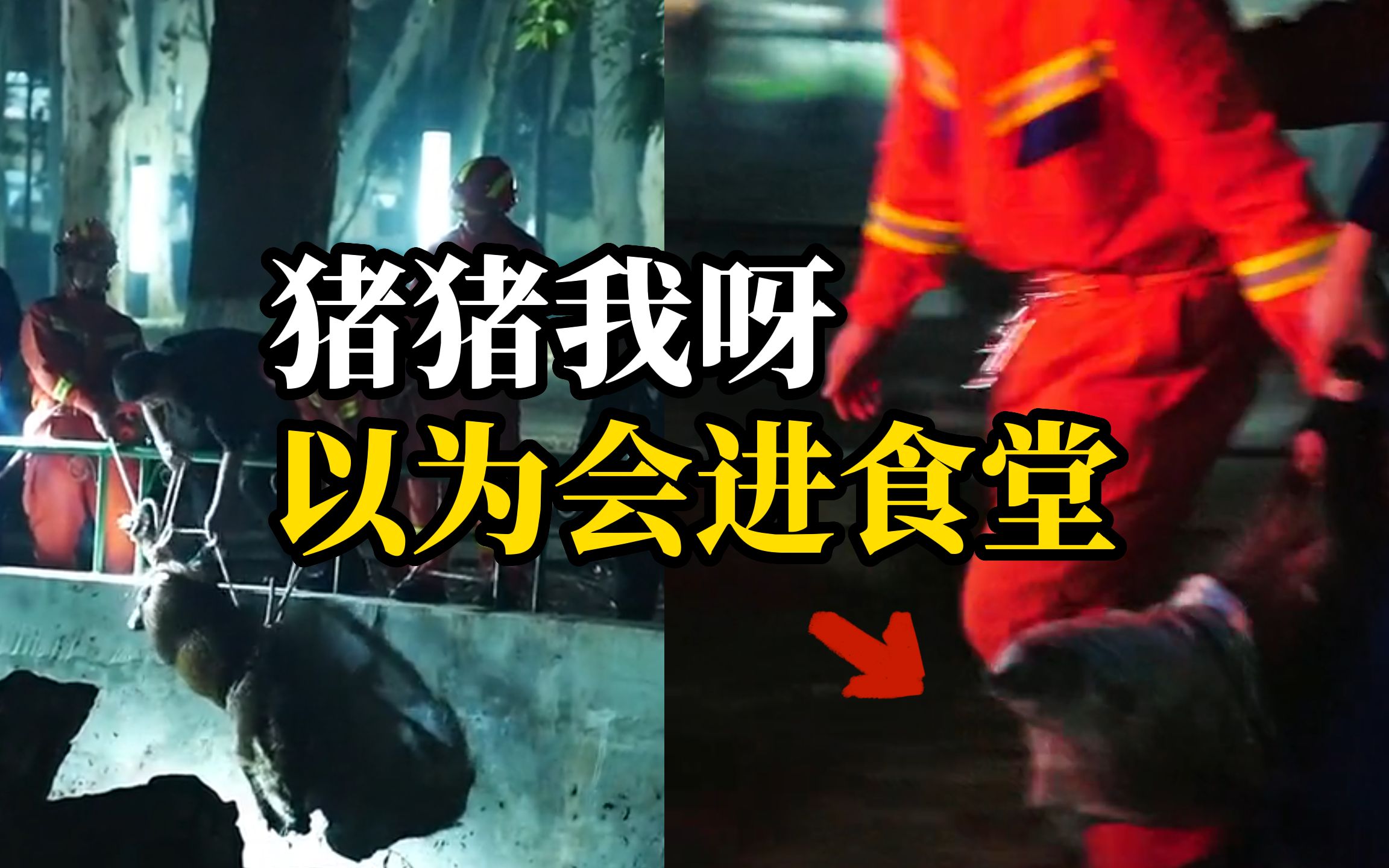 消防车出动，深夜营救“失足”掉水塘野猪，救起后学弟大喊：去食堂！