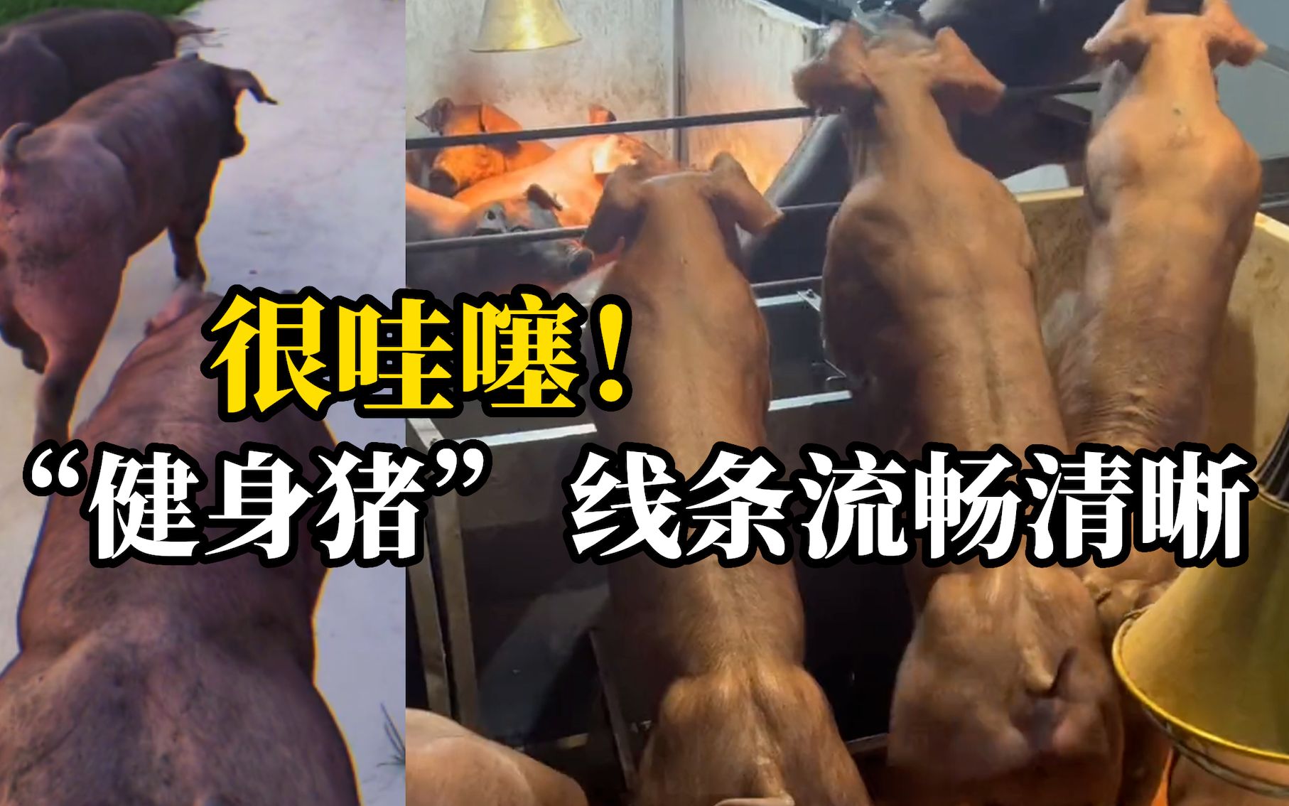 “健身猪”因身材哇噻四肢有力而走红网络，一头最高可卖8万元