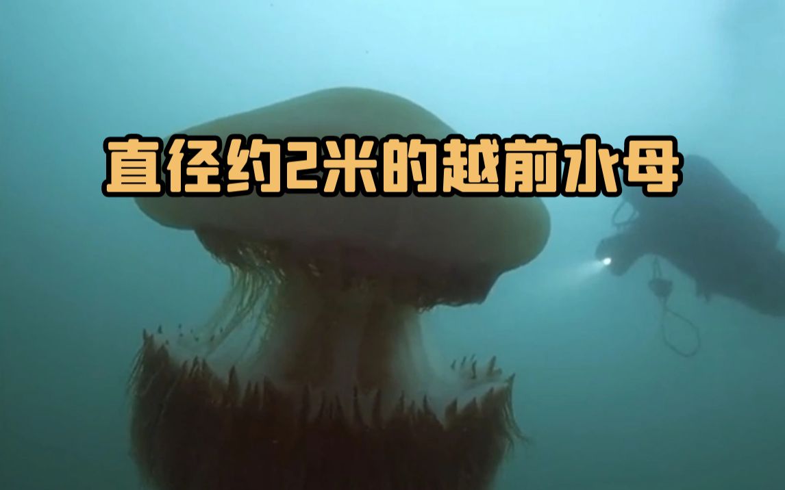 你见过体重达200公斤左右的水母吗？