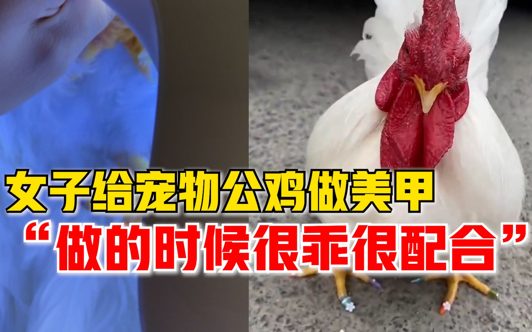 女子给宠物公鸡做美甲，主人：美甲店不接待鸡，就自己给它做