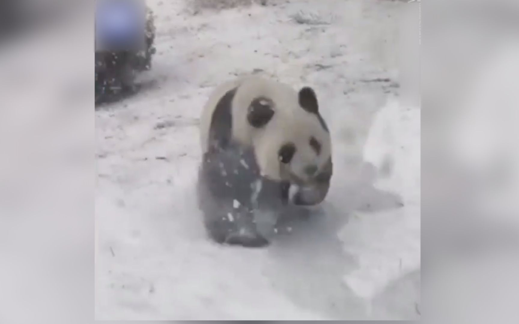看到下雪了，滚滚真乐翻了