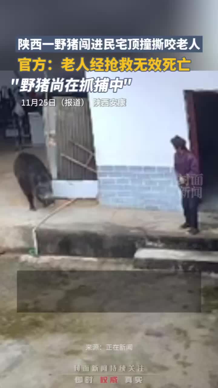 陕西一野猪闯进村民家顶撞撕咬老人，官方：老人经抢救无效死亡