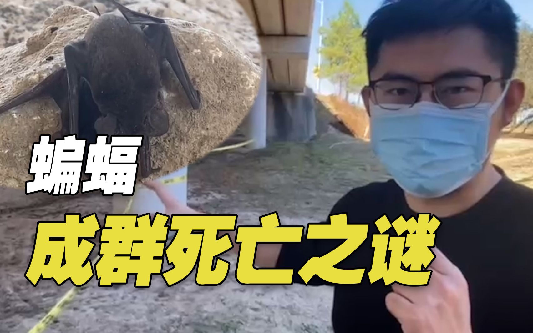 震惊！美国得州休斯敦市一桥下发现蝙蝠成群死亡 警方封锁现场