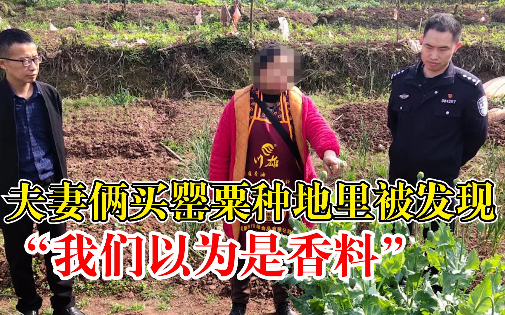 夫妻俩买罂粟种地里以为是香料，警方：种罂粟违法，1株也不行