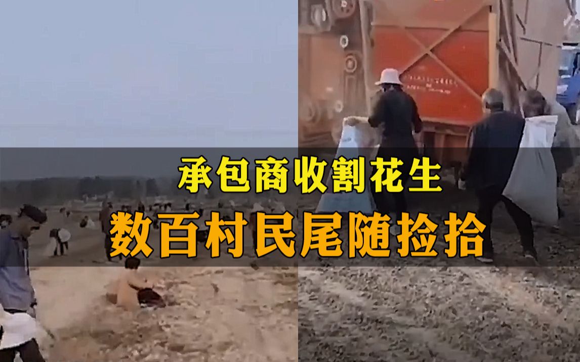 承包商收割花生，数百村民尾随捡拾，警察来了都叫不住...