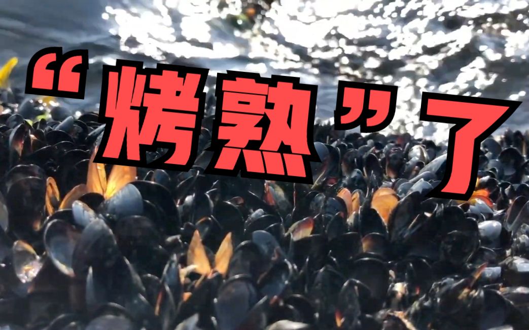 天太热！加拿大10亿海洋动物被活活热死