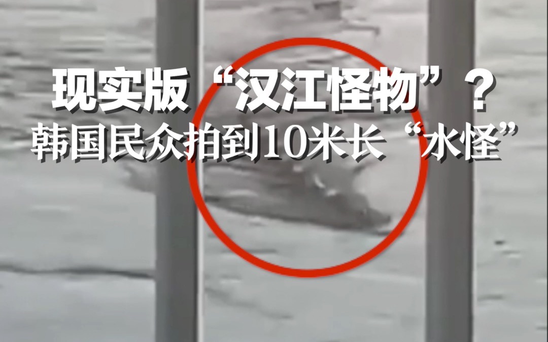 现实版“汉江怪物”？韩国民众汉江拍到10米长“水怪”