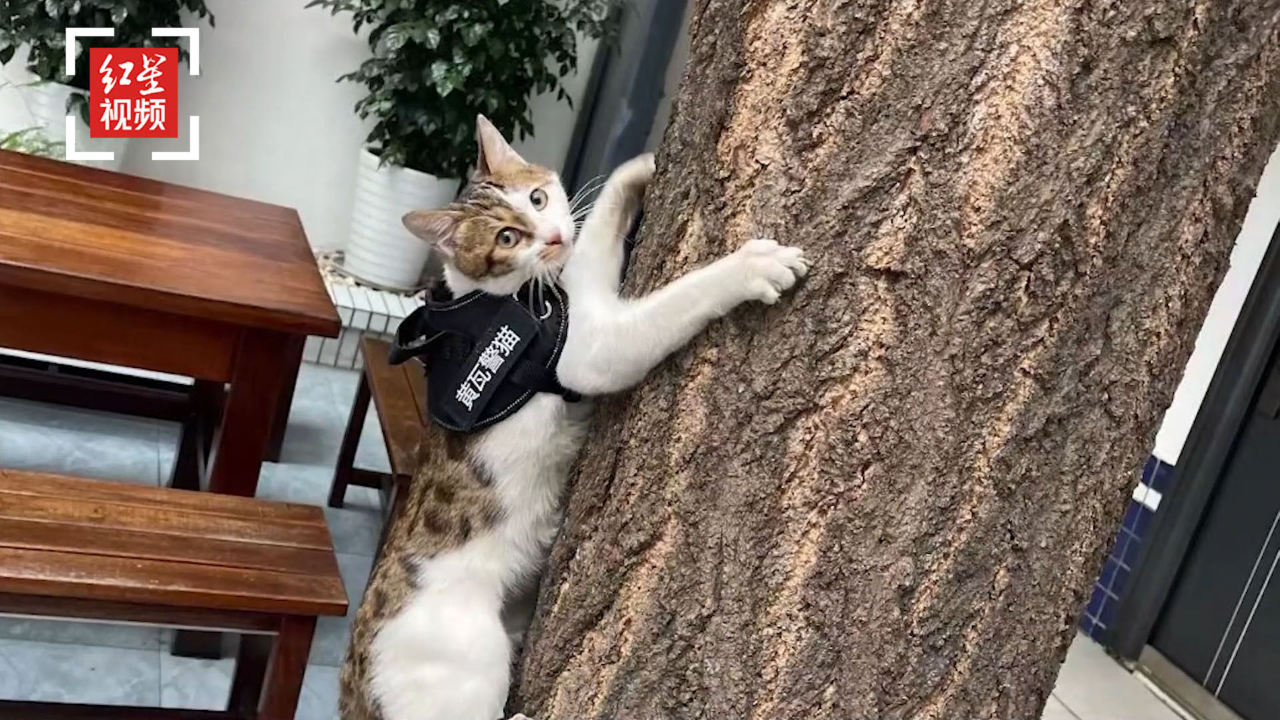 成都派出所这只“警猫”，能抓耗子还能调解纠纷