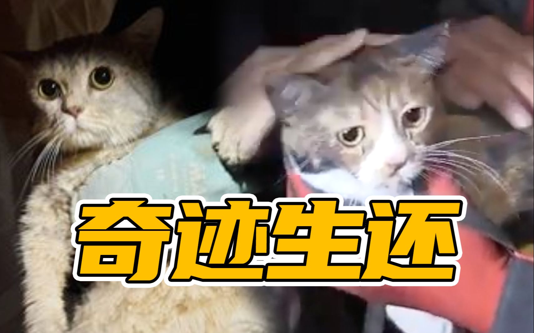奇迹生还！土耳其地震猫咪被困废墟30小时 成功得到解救