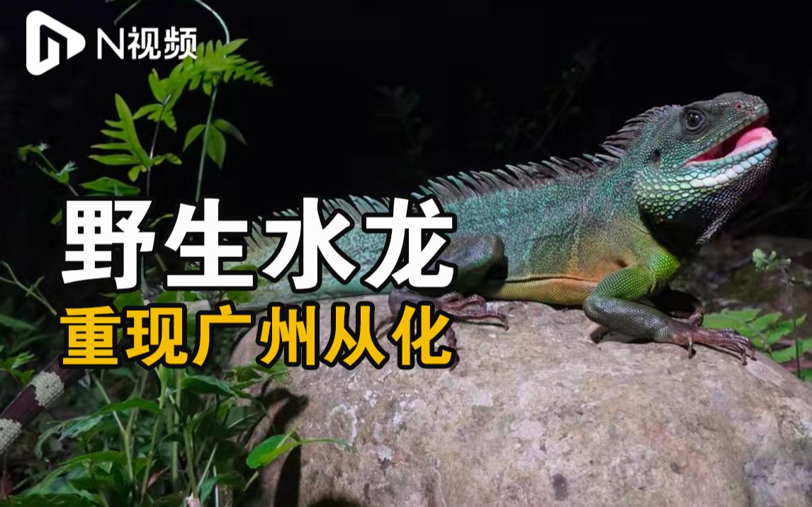 野生水龙重现从化！在广州绝迹多年，属国家二级重点野生保护动物