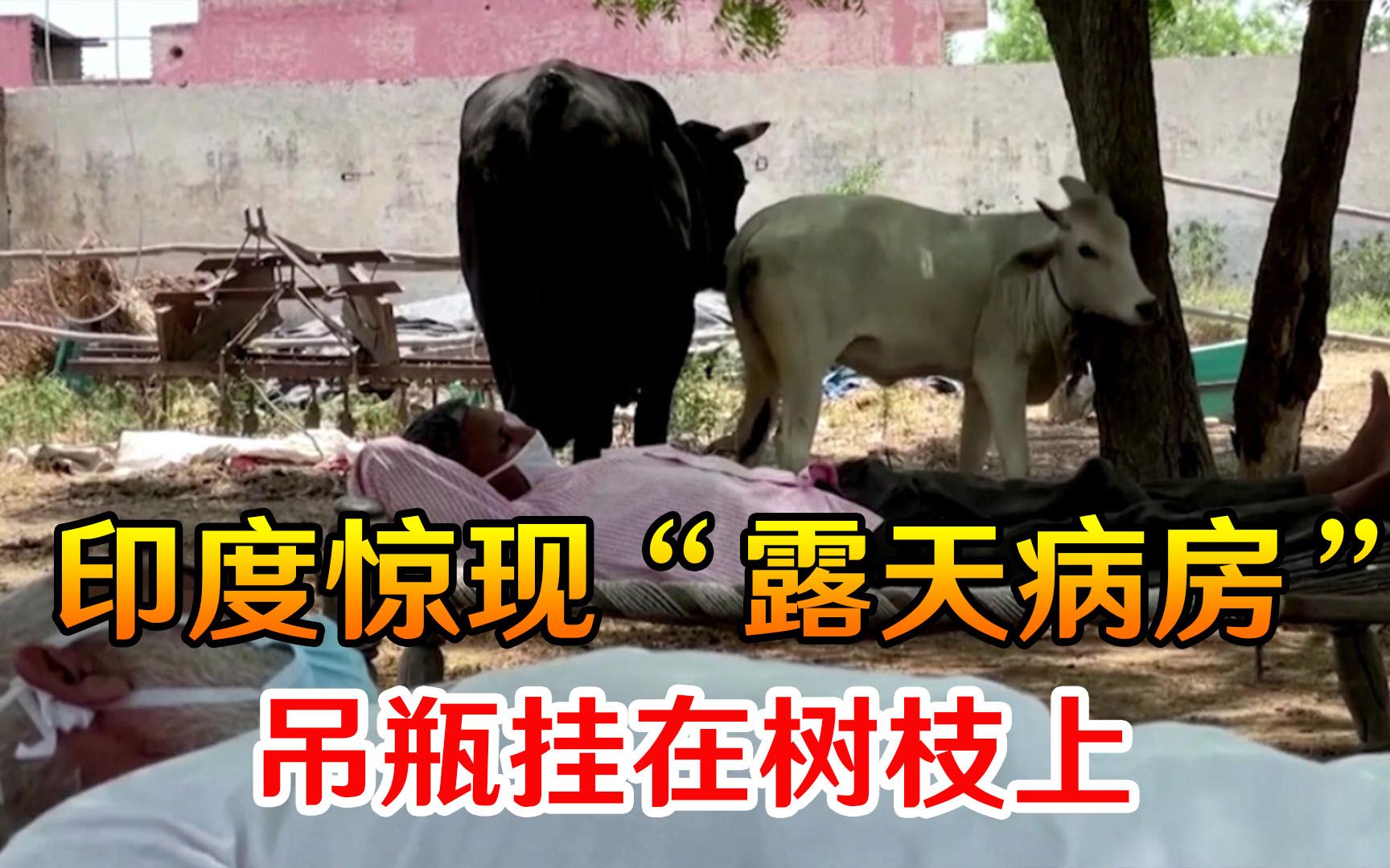 印度惊现“露天病房”！吊瓶挂在树枝上，新冠患者身边还有牛吃草