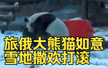 旅俄大熊猫如意雪地撒欢打滚
