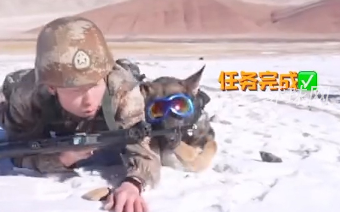 帅气汪汪出战！特战队员带全装特战犬雪地匍匐，同步完成战斗动作