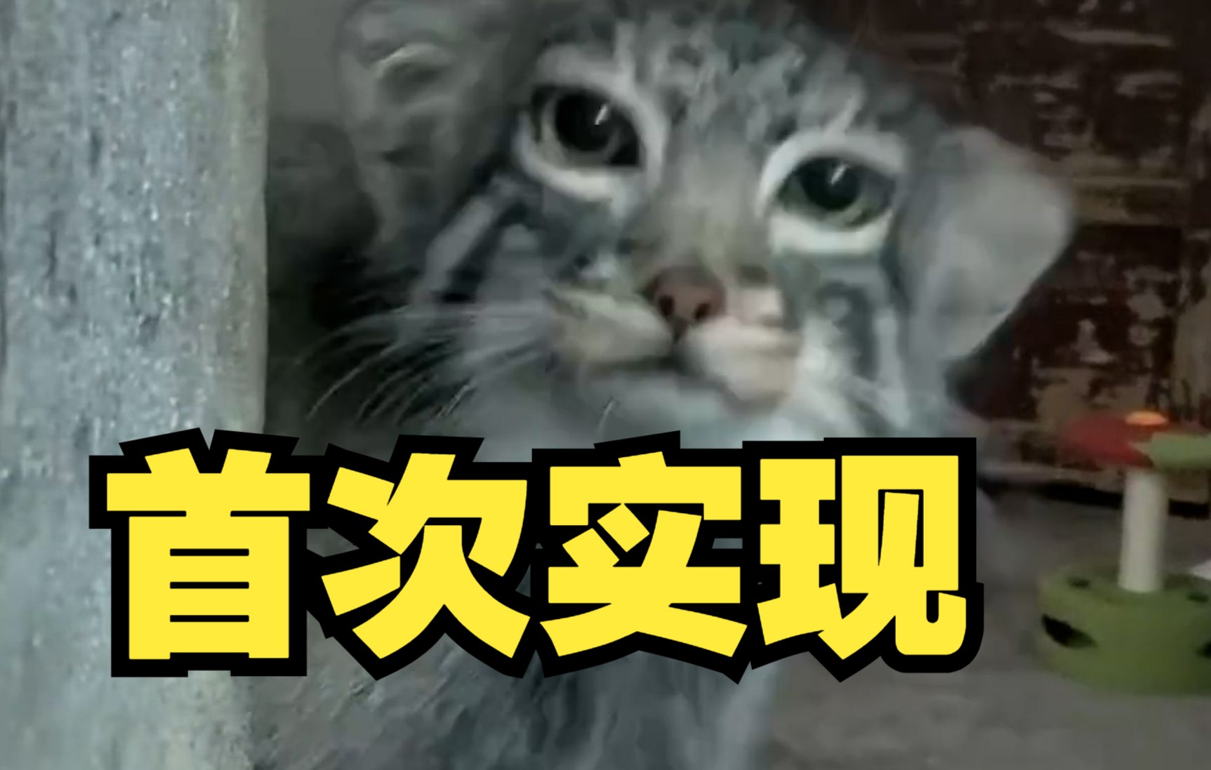 中国首次实现兔狲人工繁育成活