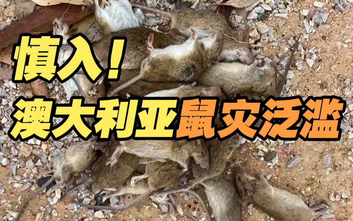澳大利亚鼠灾泛滥：老鼠如“雨”从天而降