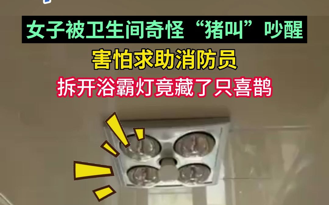 女子被卫生间奇怪“猪叫”吵醒，害怕求助消防员！拆开浴霸灯竟藏了只喜鹊