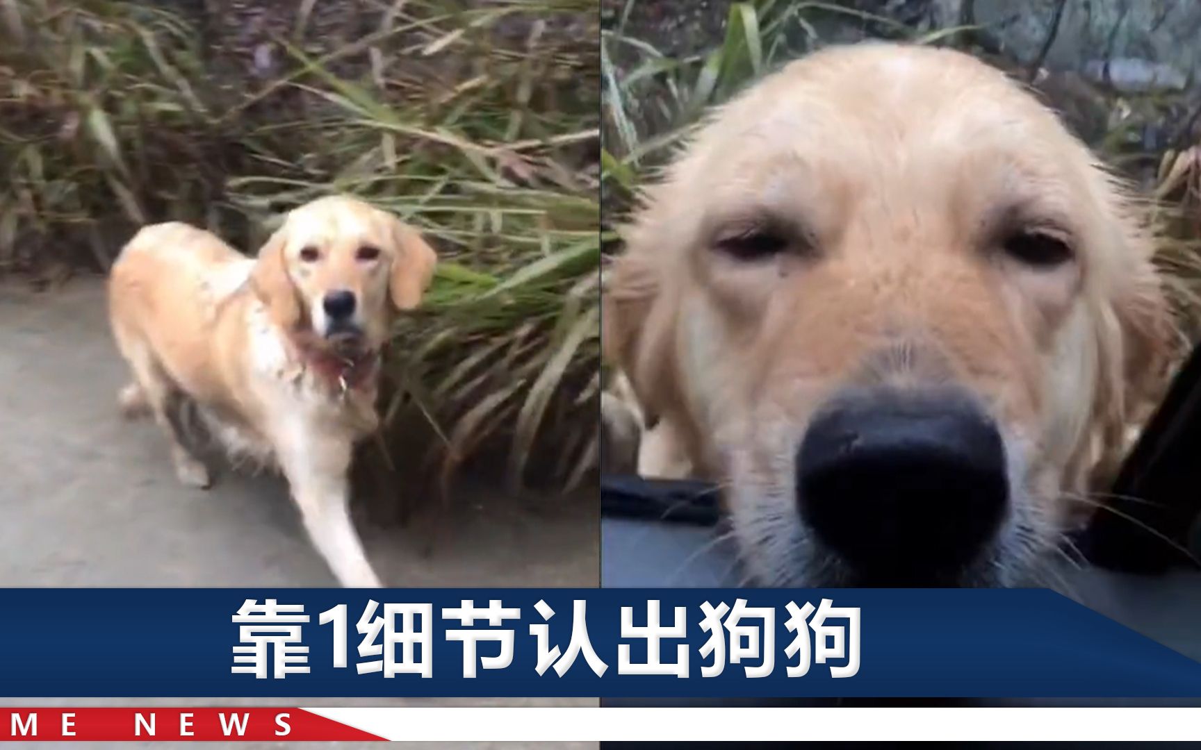 拜年路上偶遇丢失一年的狗狗，女子一路跟随，带回“一家五口”