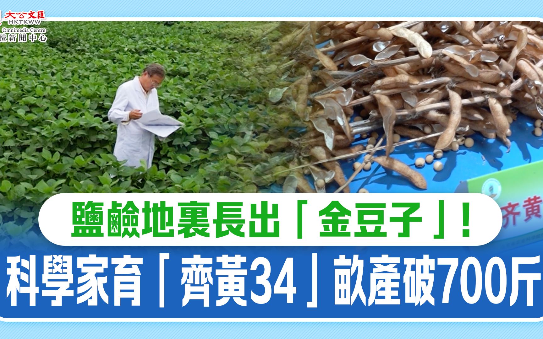 盐碱地里长出“金豆子”！科学家育“齐黄34”亩产破700斤