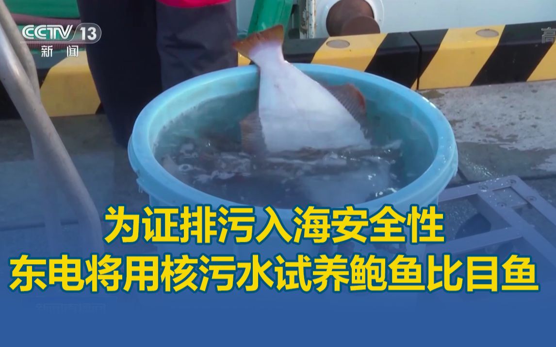 为证排污入海安全性，东京电力公司将用核污水试养鲍鱼比目鱼