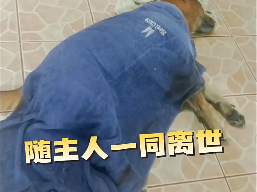 现实版“忠犬八公”.....75岁主人病逝，狗狗拒绝进食随主人一同离世
