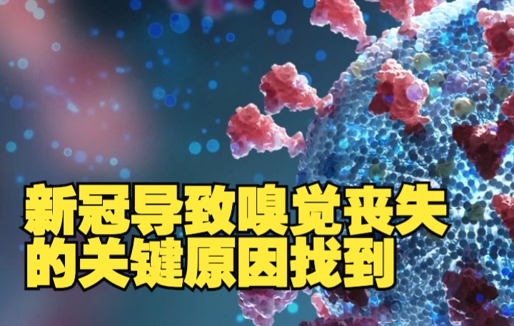 新冠导致嗅觉丧失的关键原因找到：与嗅觉神经细胞受到免疫攻击有关
