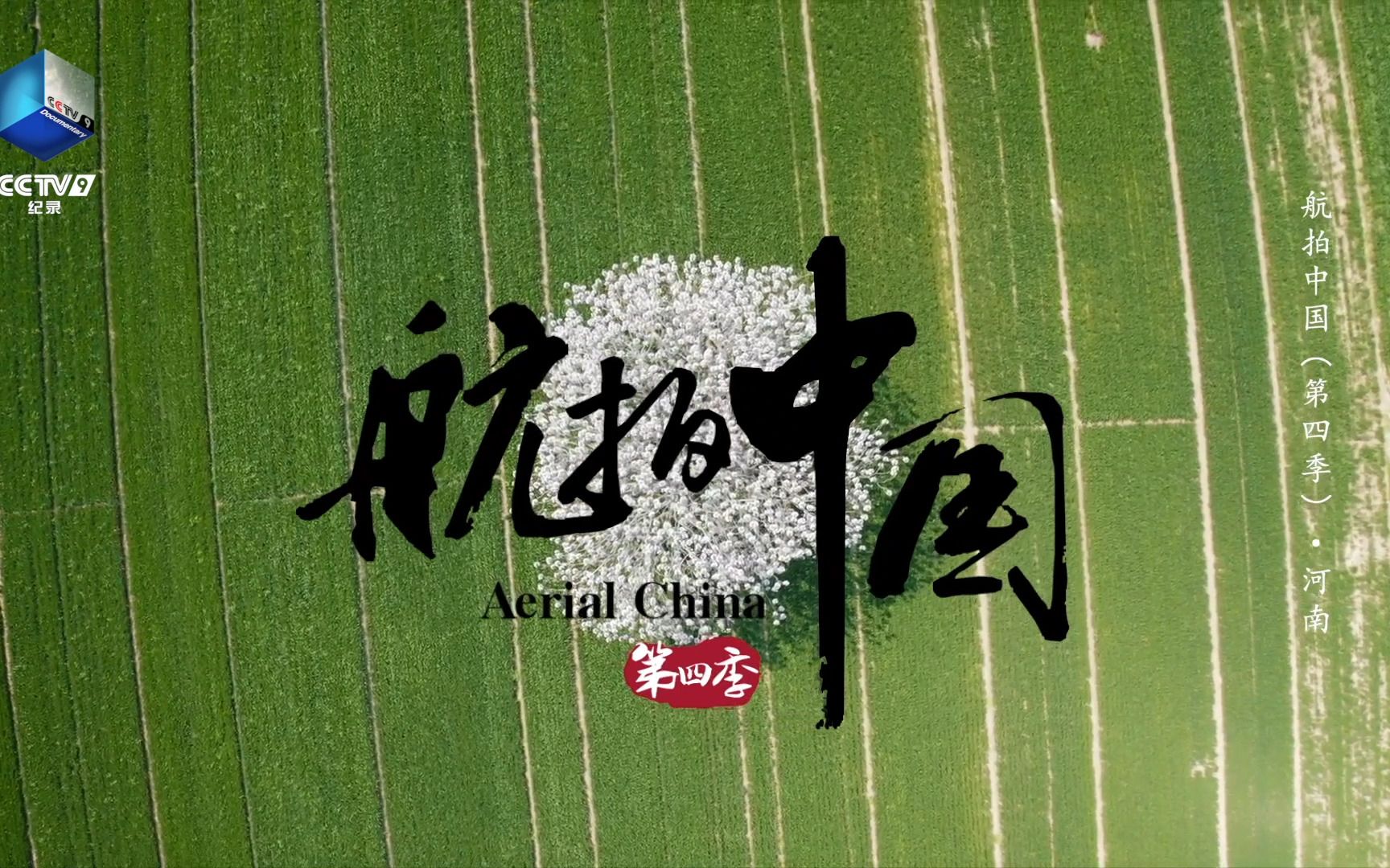焦裕禄亲手栽下的泡桐树已枝繁叶茂