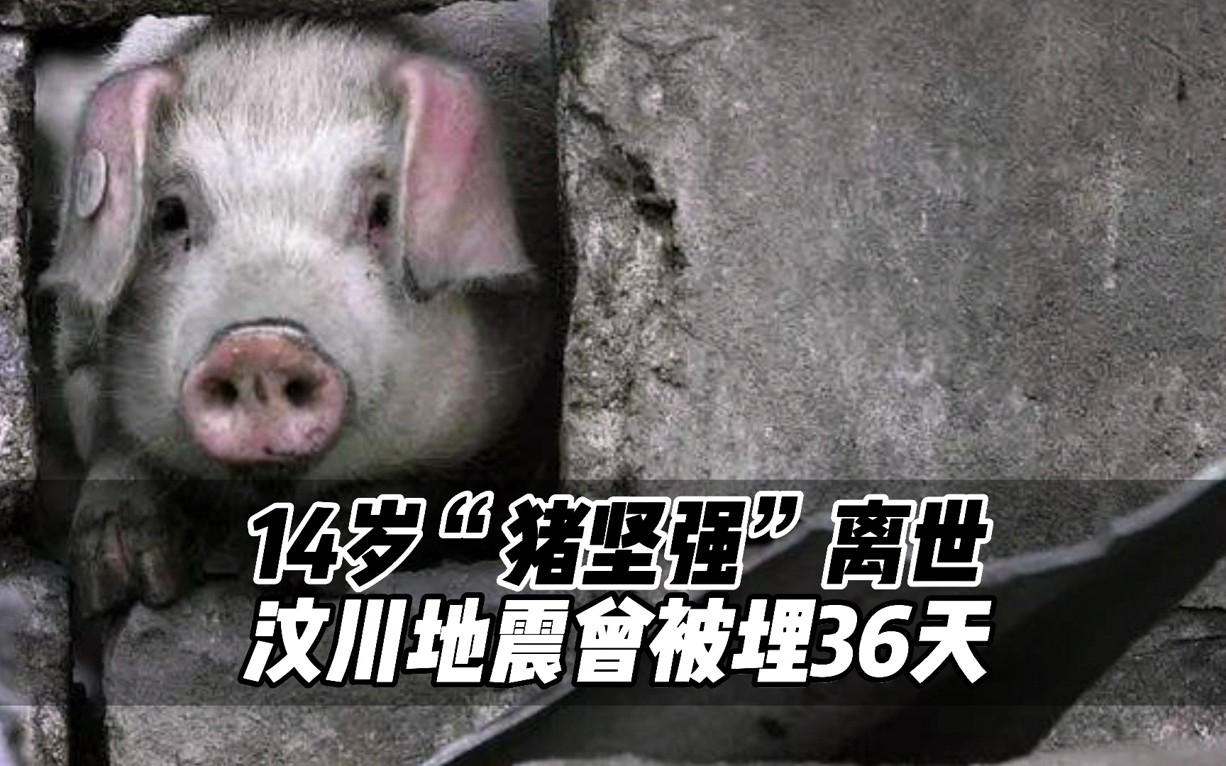 14岁“猪坚强”离世，汶川地震曾被埋36天