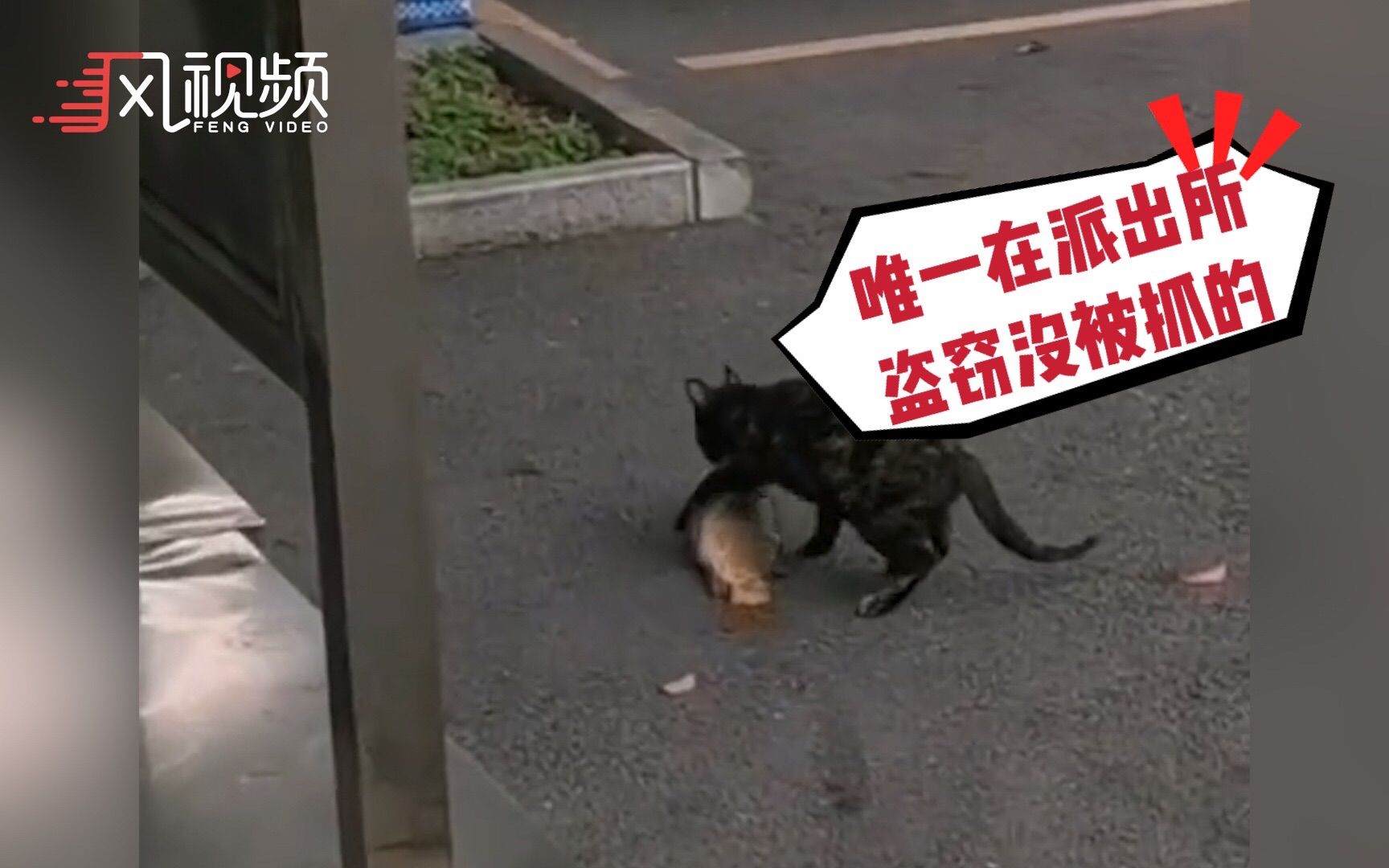 猫咪派出所偷鱼被民警批评教育，猫：说完了，我可以走了吗