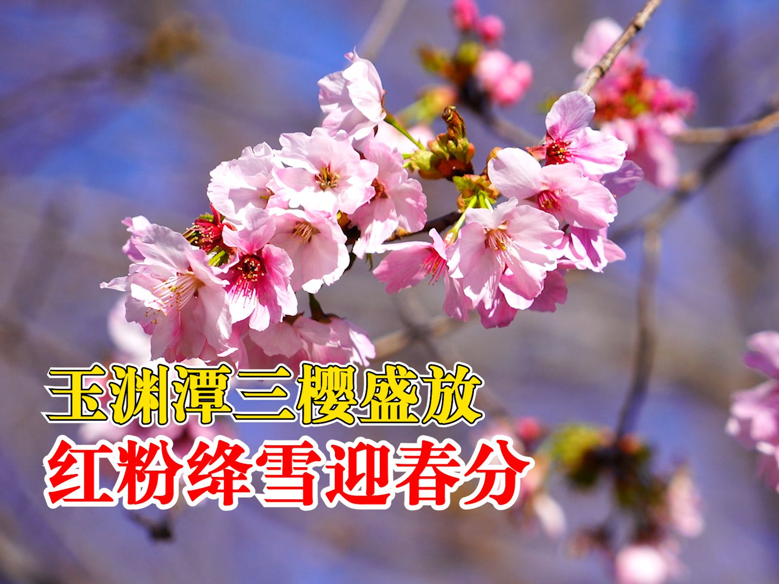 玉渊潭三樱盛放迎春分：早樱、中樱和晚樱同期争艳