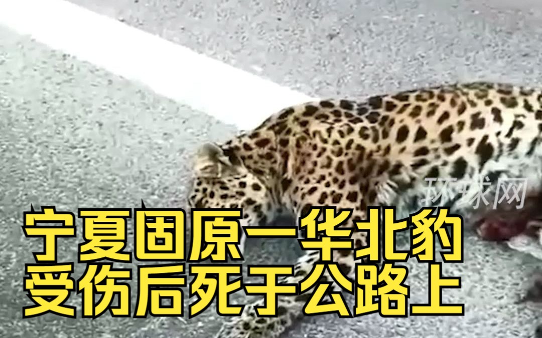 宁夏固原一华北豹受伤后死于公路上，警方公开征集线索