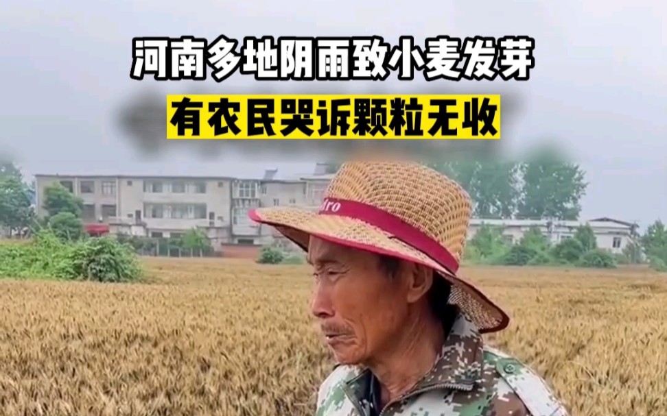 河南多地阴雨致小麦发芽，有农民哭诉颗粒无收