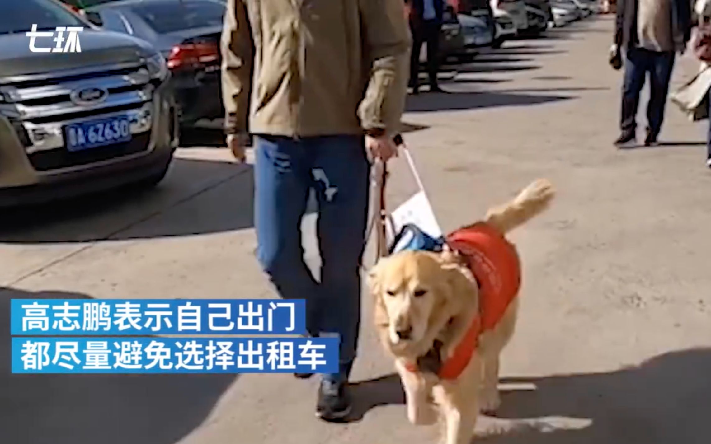 导盲犬坐公交被骂哭，主人说几乎每天被赶