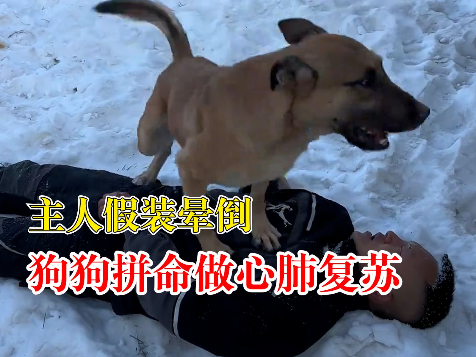 主人假装晕倒狗狗拼命做心肺复苏
