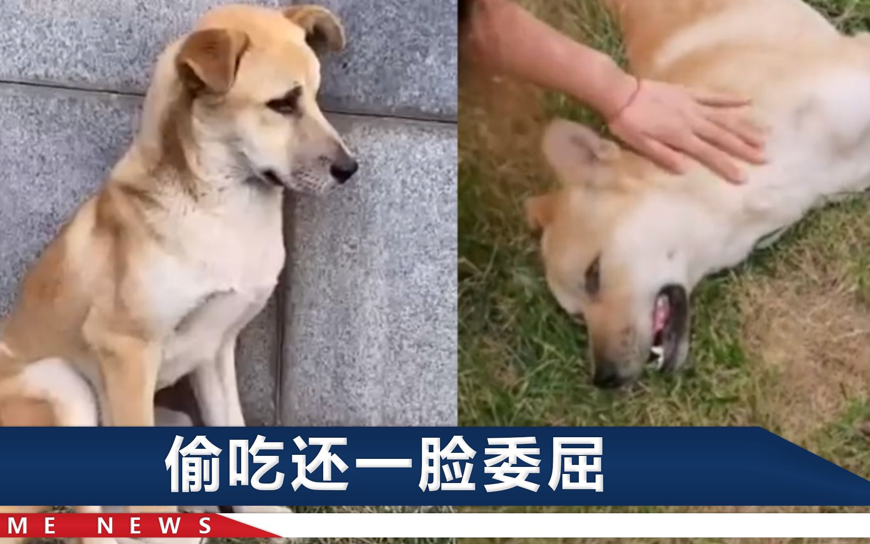 河南偷吃外卖网红校犬去世，“受害人”众筹买狗粮：等我回去看你
